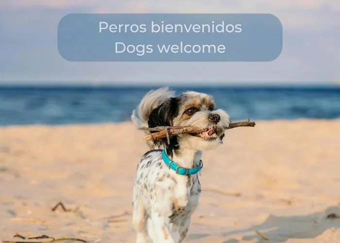 Chocolate Brownie Piscina, Terraza, Planta Baja, Parking Y Wifi * コラレホ